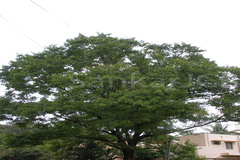 Pterocarpus marsupium